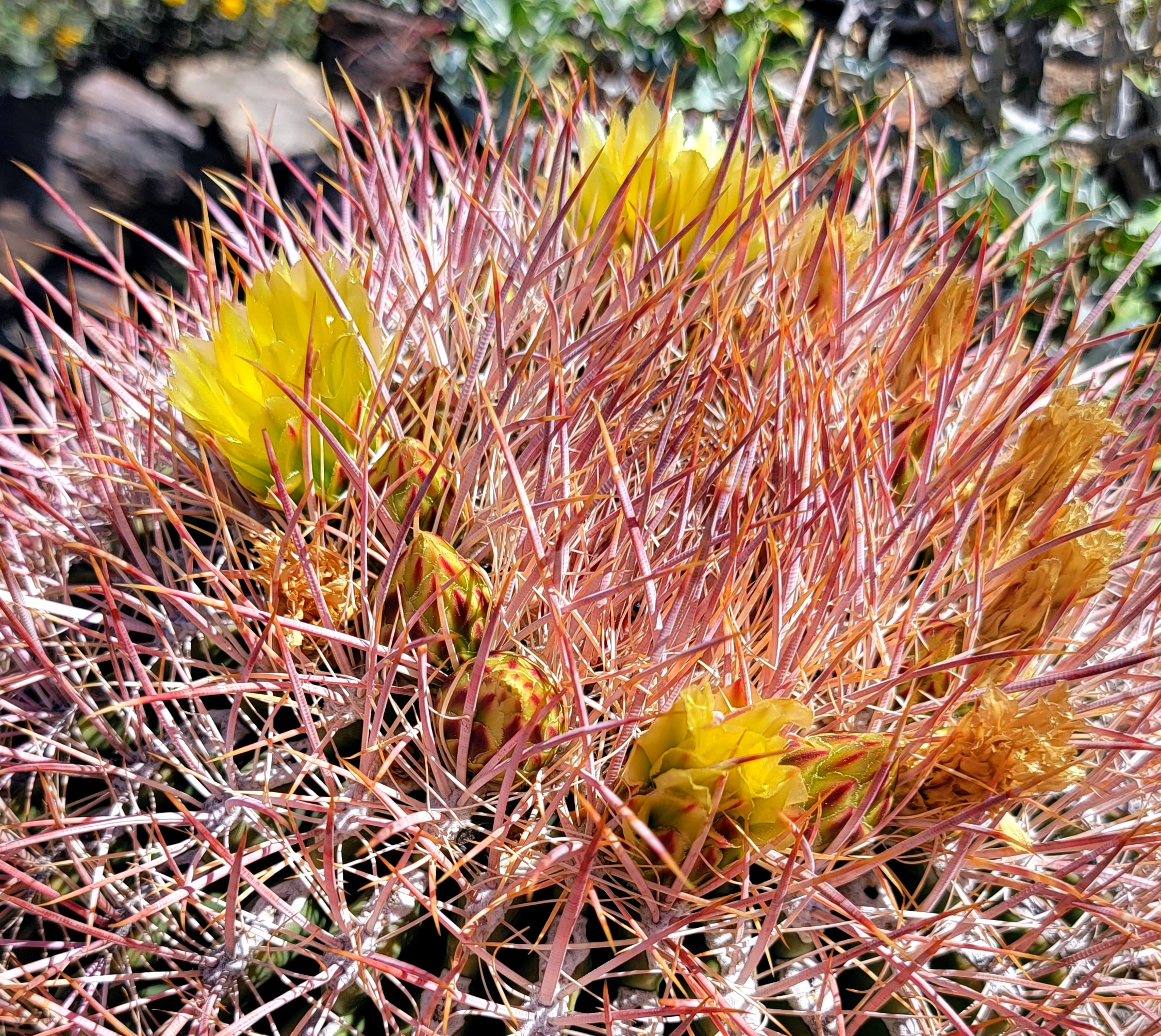 Barrel Cactus in Bloom